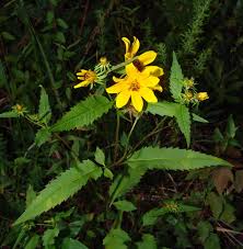 Image result for Gutenbergia polycephala