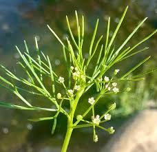 Image result for Campylospermum