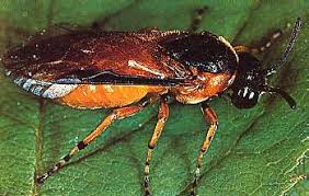 Check spelling or type a new query. Bruchi O Argidi Delle Rose