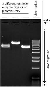 Agarose Gel Electrophoresis Wikipedia