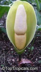 Maybe you would like to learn more about one of these? Amorphophallus Sp Voodoo Lily Devils Tongue Snake Palm Corpse Flower Elephant Foot Yam Toptropicals Com