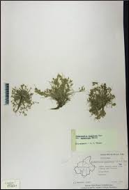 Image result for Fimbristylis squarrosa