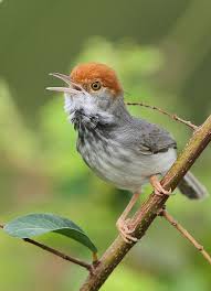 Black Bird With Orange Head Pin On Nature