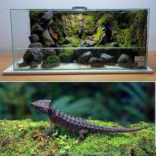 Ddreptiles Co Uk Tribolonotusgracilis Redeyecrocodileskink Natural Vivarium Redeyedcro Reptile Terrarium Red Eyed Crocodile Skink Aquascape Aquarium
