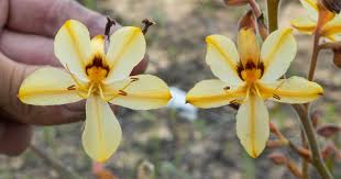 Image result for Wachendorfia