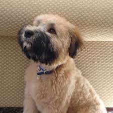 Wheaten Still In The Lead Looks Promising Wheaten Terrier Puppy Terrier Wheaton Terrier