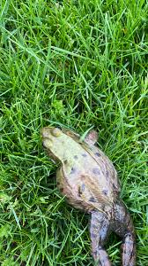 Image result for Nesaea sarcophylla