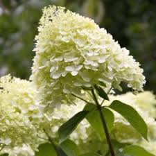 #30 of 56 things to do in da lat. Hydrangea Paniculata Silver Dollar Country Garden Uk