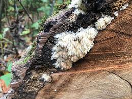 Image result for Merulius incarnatus