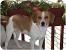 Jack Russell Dachshund Beagle