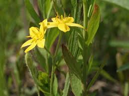 Image result for Hypoxis urceolata