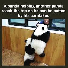 Tag Your Panda Friend Repost By Qotd Motivation Qotd Qotdmotivation Inspirationalquotes Motivational Quo Panda Bear Cute Animals Panda Funny