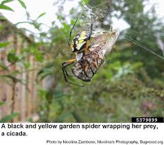 Their webs can be found in fields, on fences, around homes and in other locations. Black And Yellow Garden Spider Nc State Extension Publications