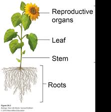 Check spelling or type a new query. Test 3 Plant Cell Structure And Function Lecture Flashcards Quizlet