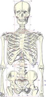 Strictures, acute syndromes, neoplasms and vascular impressions. 8 Anatomical Overlays Ideas Anatomy For Artists Anatomy Art Human Figure