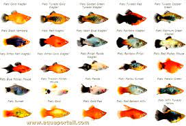 5 Perbedaan Ikan Platy Dan Molly Yang Bisa Dengan Mudah Anda Kenali Om Ikan