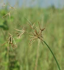 Image result for Cyperus articulatus