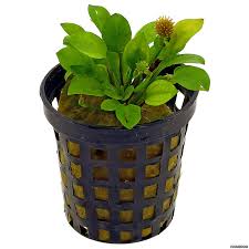 Image result for Ranalisma