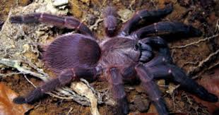 Orphnaecus Sp Blue Panay Island Mit Bildern Vogelspinnen Spinne Spinnentiere