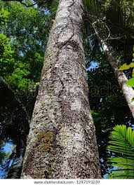 Image result for Ocotea