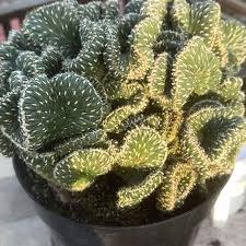 Image result for Ottelia cylindrica