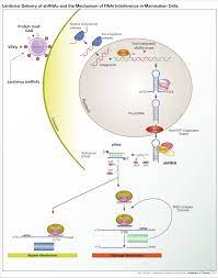 Rna Interference Wikipedia