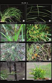 Image result for Courtoisina cyperoides