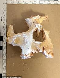 You will find below the horoscope of brian hallisay with his interactive chart, an excerpt of his astrological portrait and his planetary dominants. The Oldest British Bones Ever Date Back To The Mesolithic Era More Than 9 000 Years Ago Daily Mail Online