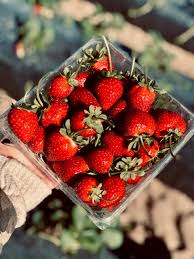 Along the way, they encounter a series of hitchhikers. Central Florida U Pick Blueberry Peach Zinnia Sunflower Southern Hill Farms