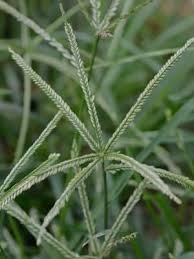 Image result for Eleusine africana