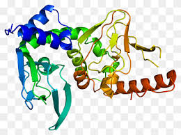Protein data bank (pdb) format is a standard for files containing atomic coordinates. Worldwide Protein Data Bank Png Images Pngwing