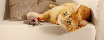 It infects mice, which are then eaten by hungry felines (mostly feral), which can then serve as a reservoir for the parasite, since it sexually reproduces in a cat's intestinal tract. Games For Cats 5 Fun Games For Cats To Play Purina