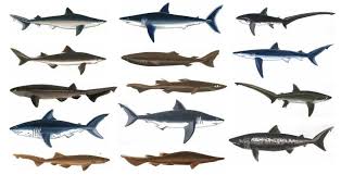 14 Shark Species Found In The Coastal Waters Of British