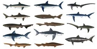 14 shark species found in the coastal waters of british