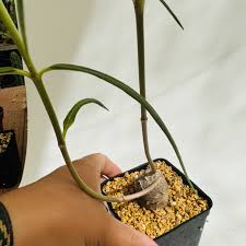 Image result for Stathmostelma fornicatum