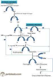 The Clotting Mechanism And Bleeding Disorders Periobasics Com