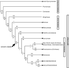 Image result for Pleioceras gilletii