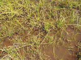 Image result for Isolepis prolifera