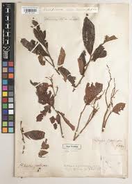 Image result for Antidesma membranaceum