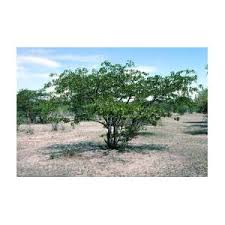 Image result for Colophospermum