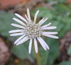 Image result for Gerbera piloselloides