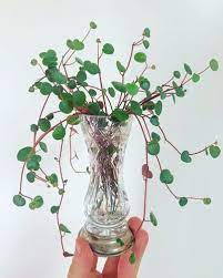 Peperomia Ruby Cascade 1 Critical Growing Secret House Plant Care Peperomia Plant Care Houseplant