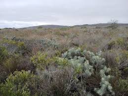 Image result for Cerastium octandrum