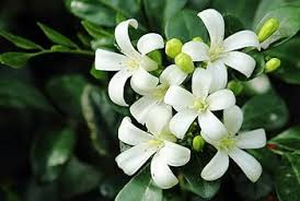 Image result for Murraya paniculata