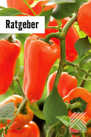 Gemuse Anbauen Gemusegarten Anlegen Mit Hornbach Paprika Pflanzen Gemuse Anbauen Selbstversorger Garten