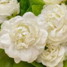 Image result for Jasminum schimperi