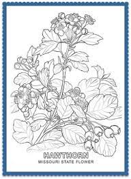 This coloring page belongs to these categories: Missouri State Flower Hawthorn Blossom By Usa Facts For Kids Flowers Coloring Pages Flower Coloring Pages Missouri State Flower
