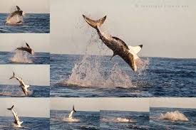 Meaning of breaching in english. Shark Breaching Cage Diving Tours In Gansbaai South Africa