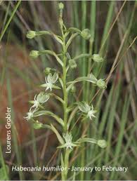 Image result for Habenaria petitiana