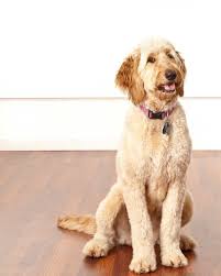 Place in the freezer for 15 minutes to for mixture to become firm enough to form into shapes. White Irish Doodle Irish Doodle Doodle Dog Doodle Dog Breeds